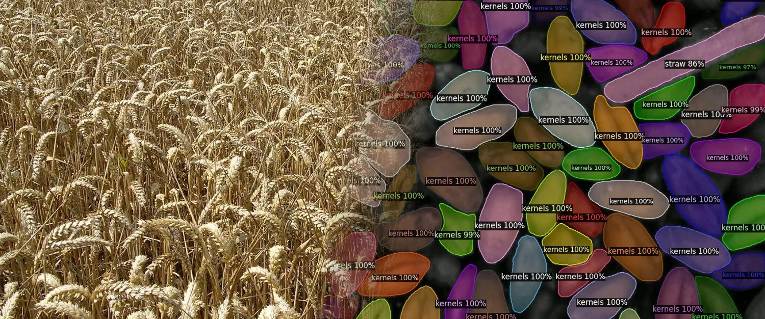 Real-time instance segmentation for agricultural automation on edge devices