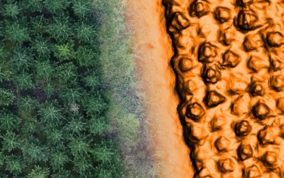 Ortophoto of plantation obtained from drone overlaid with reconstructed surface mdel