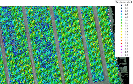 Identified tree heights across the plantation